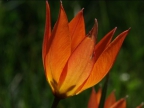 Tulipa orphanidea