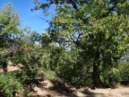 Castanea sativa