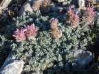 Astragalus agraniotii Astragalus agraniotii