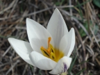 Crocus biflorus ssp. melantherus