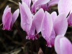 Cyclamen hederifolium Cyclamen hederifolium