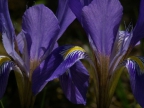 Iris unguicularis Iris unguicularis
