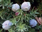 Juniperus drupacea_fruit Juniperus drupacea_fruit
