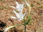 Pancratium maritimum Pancratium maritimum
