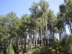Pinus nigra subsp. nigra Pinus nigra subsp. nigra