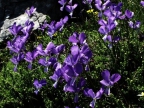 Viola parnonia Viola parnonia