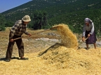 alonisma_alwni (2) alonisma_alwni (2)